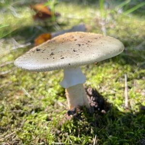 Meet your Posher, Jackie